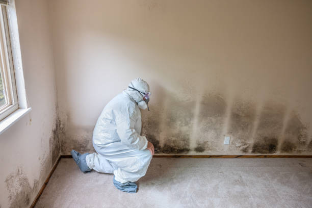 Best Attic Mold Removal  in Kutztown University, PA