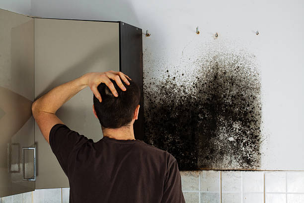 Best Best Mold Removal Companies  in Kutztown University, PA
