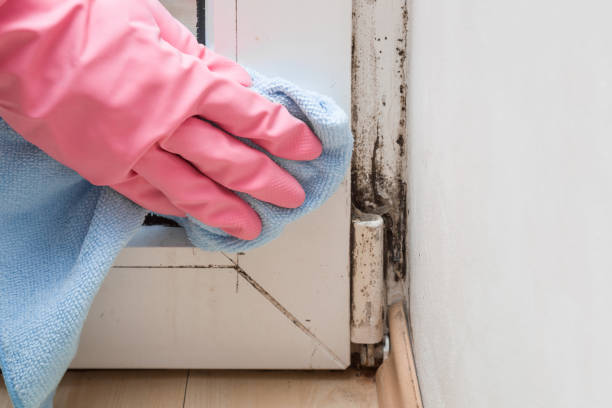 Best Mold Removal Process  in Kutztown University, PA