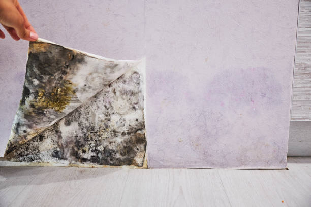 Attic Mold Removal in Kutztown University, PA